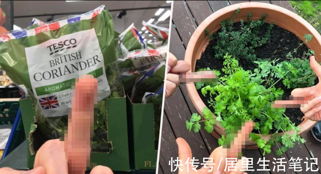 皮特|“世界讨厌香菜日”爆上热搜！网友都打起来了：吃香菜就绝交吧