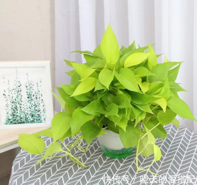 惊艳|绿萝样式品种原来这么多,来看看你都认识哪一种,有没有惊艳到你