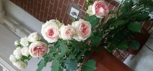  漂亮|此款盆栽月季，开花美香味浓，皮实好养，四季开花，值得拥有