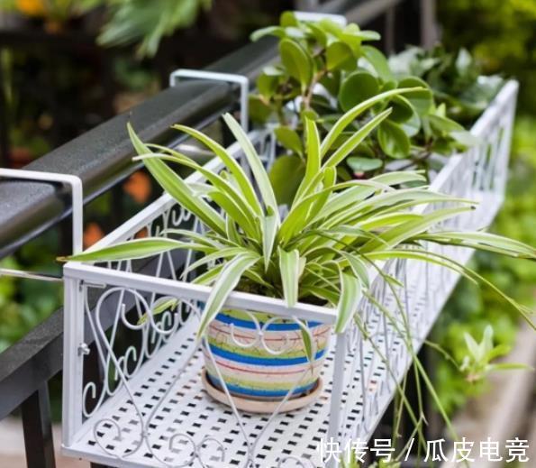 养花常见的5个误区，难怪花花养一盆死一盆，你中了几招？