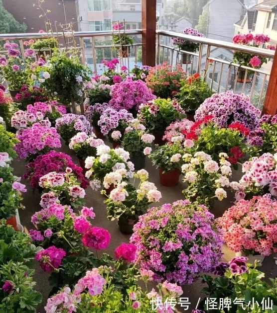 新芽|开花万人迷,做到4点,花儿拥挤刹不住