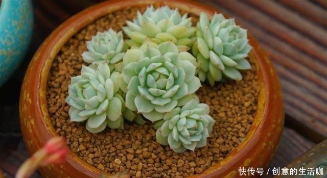 多肉植物|多肉不长个,三个“小动作”虐一虐,催出满头苞,养成多头小胖墩!