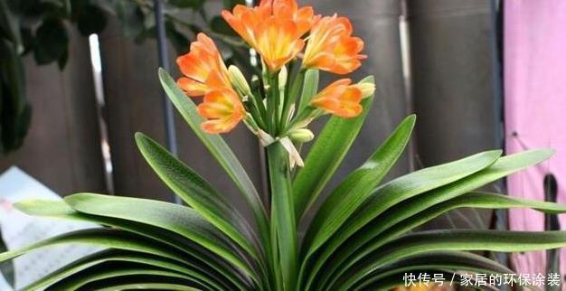 养君子兰,把这几样东西丢盆里,花朵、新芽不停冒,叶子油亮亮