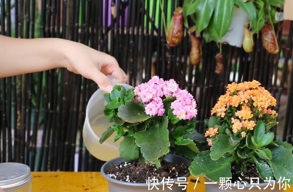 花苞|长寿花开成“大花球”，是怎样“炼成的”？5个小技巧，照做就行