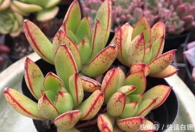 养护|这7款多肉名字金贵,寓意招财纳福,家中养一盆准没错