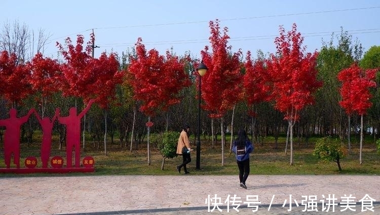 儿童乐园|临颍：黄龙湿地公园染秋色，霜降枫红银杏黄