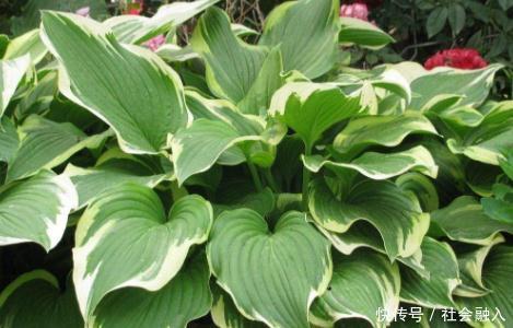 蜘蛛抱蛋|它的名字很搞笑,叶子做粽叶,根茎可入药,止痛、接骨、补虚弱