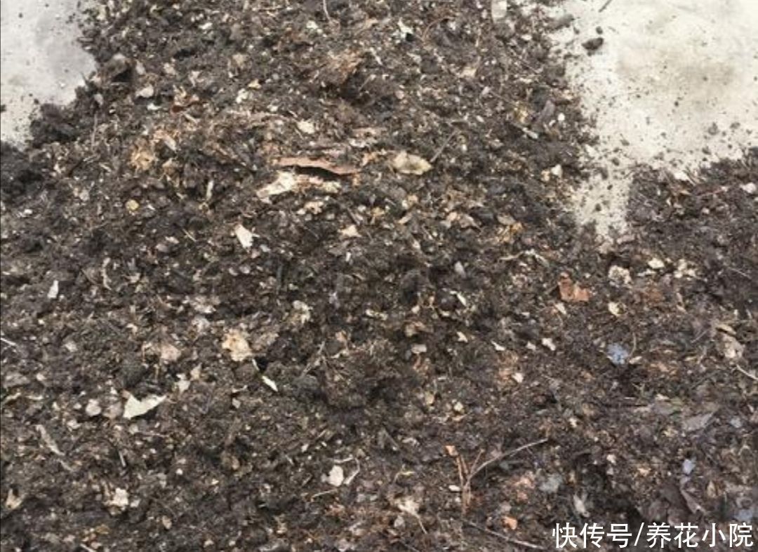 养花|养君子兰,用3种“花土”,植株长得旺,叶子宽厚