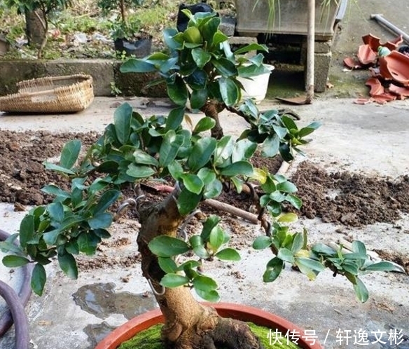 装饰|农村遍地都是的植物,用来装饰盆景美翻了,网上卖200块一斤