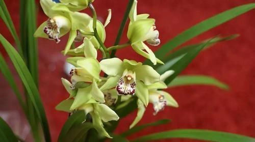 品种|花色优美的蕙兰盆栽,兰花里极其耐寒的品种