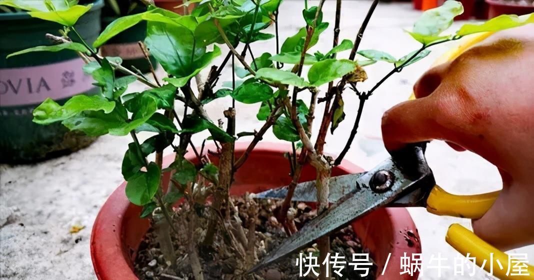 新手|家里养了4种花,7月修剪是关键,还能再开一茬花,新手须知