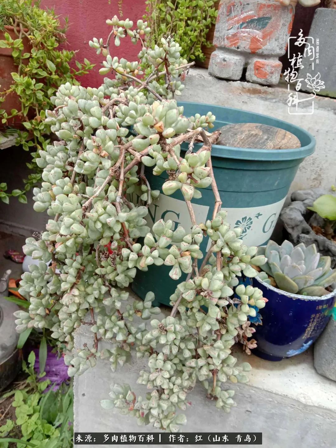 多肉度个夏，回到解放前！曾经有多美，现在就有多丑！