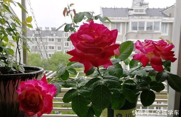 阳台上养花,就选这3种,趁着秋天添上几盆,一养就活!