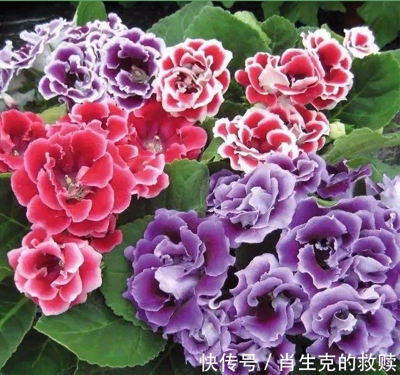 牡丹|家里养盆“假牡丹”,切碎叶子也“生娃”,堪称阳台“富贵花”