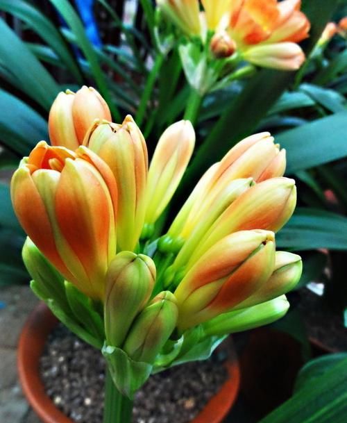  大难|君子兰开花有两大难，十年养花“干货”帮你完美解决