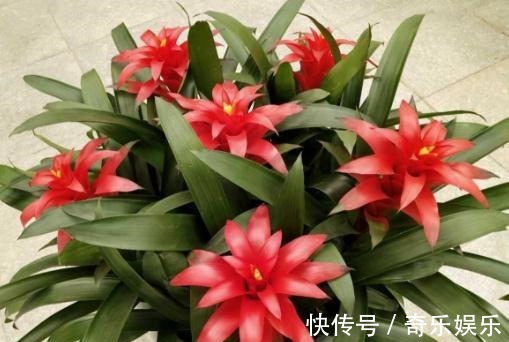 盆栽|家里养3种“镇宅花”,寓意极好,全家兴旺,特别是第二种!