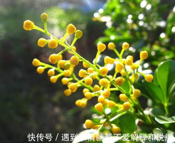 此花花小如米,金黄绚烂的花朵散发着诱人的芳香,令人心旷神怡