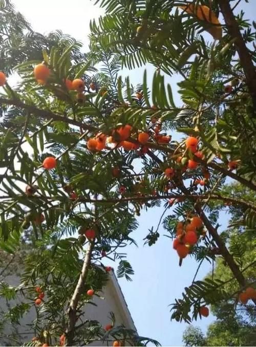 人称“植物大熊猫”,净化空气促健康,注意这5点红豆挂满枝!