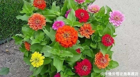 皮实|这6种“皮实”的花草,好养又省心,不用费心管理,也能旺盛生长!