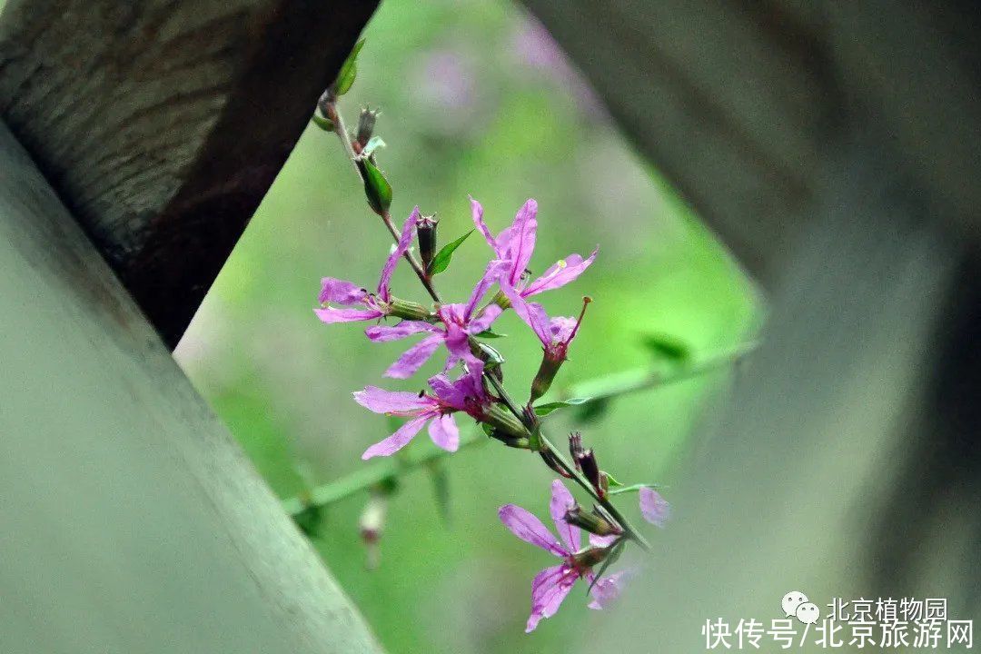 holl宿根园中赏花卉，且向心中觅清凉（一）