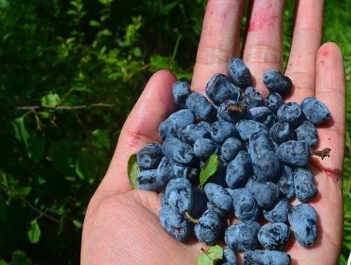 扦插2种水果，把“嫩枝”剪下来，放土里生根快，1个月变果树