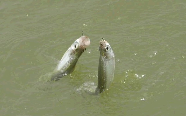 钓法|双钩的间距,看似不起眼,对渔获的影响却非常明显