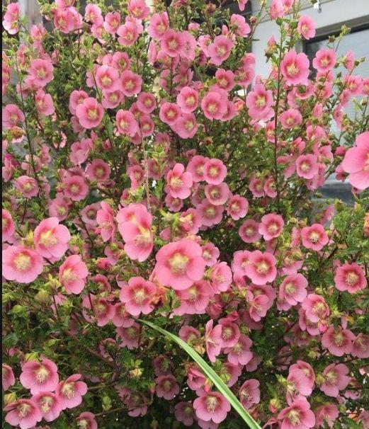 居家就养此款花卉,不闻不问,花开爆盆美如花,花朵漂亮!