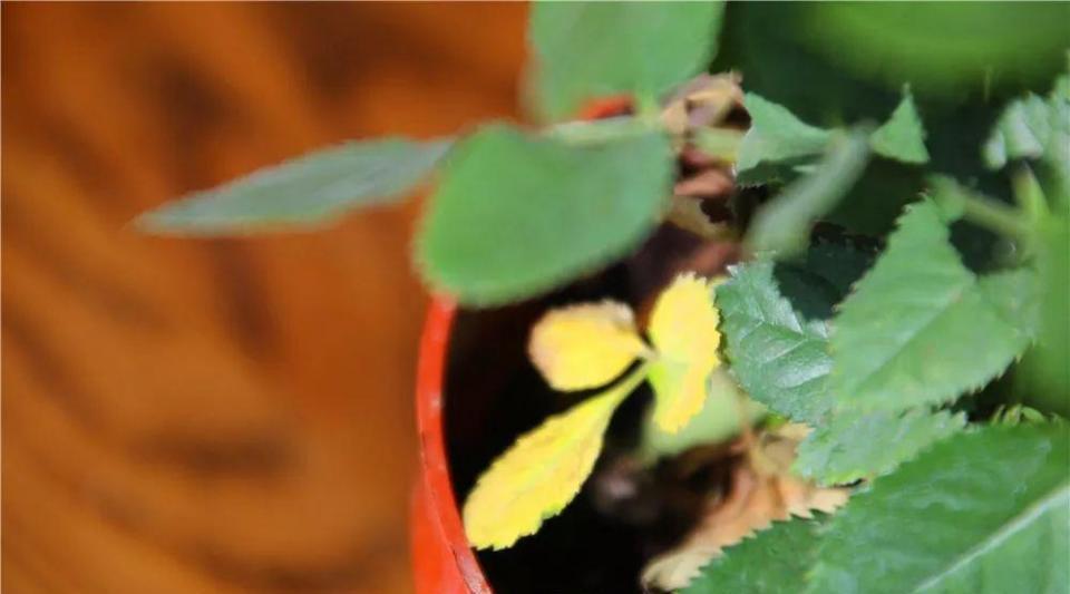 盆栽|往盆栽中滴几滴这个,月季、栀子等再也没有黄叶过