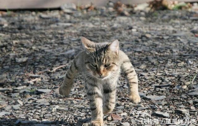 如今|那个专注于手办狂魔的岛国小哥,如今开了微博,漫迷的评论太有趣