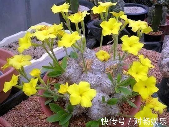 世界上最贵的花,一盆就是一座房子!看过的贵气满满