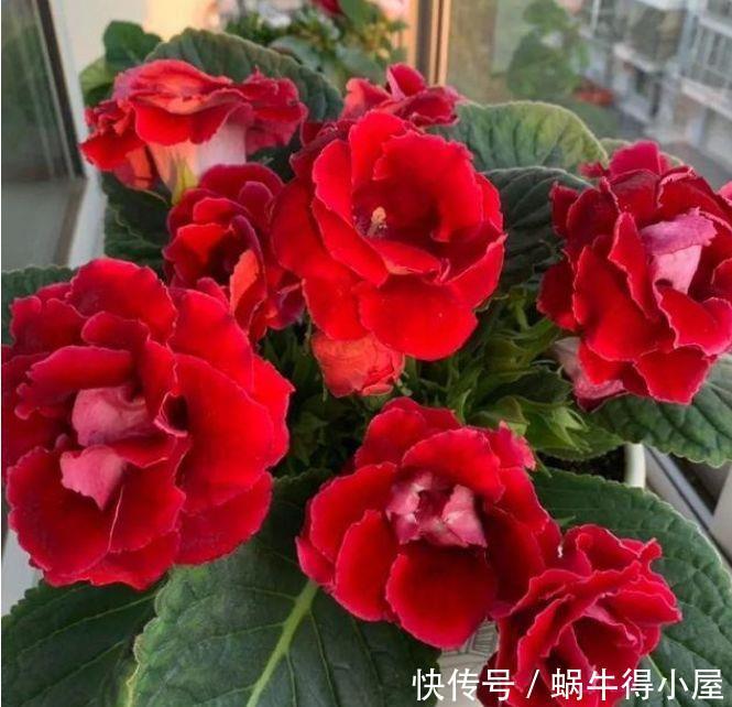 适合阳台养护的花会,花开不断,变成开花机器,花开灿烂