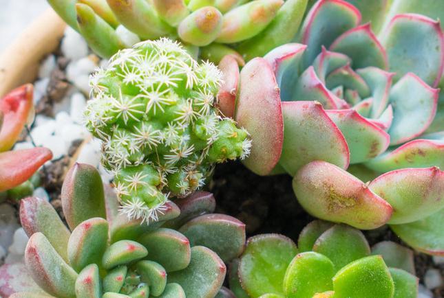 新手种植多肉要记住这些,多肉种不活的原因