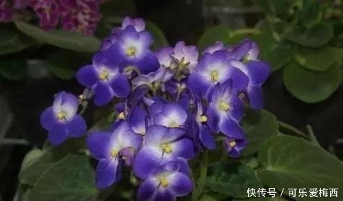 没有花的屋子, 怎么能叫做家呢 这10种花卉养在家里最适合