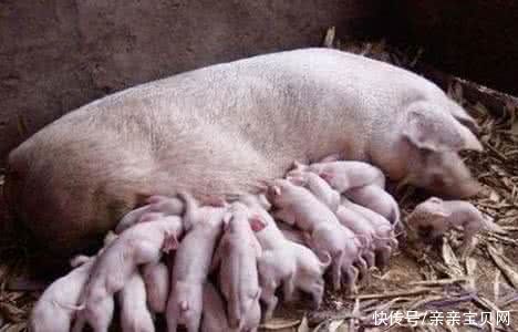 肚子|母猪怀孕肚子重得拖在地上，这一胎起码怀了20个小猪仔
