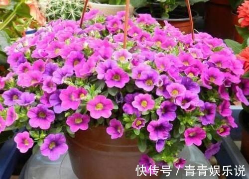 几款小花便宜又好养，颜值超高超美的，颇受追捧