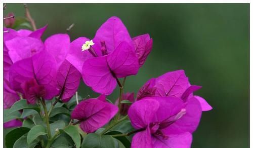  开花|三角梅开花最简单的方法，再笨的人也能学会