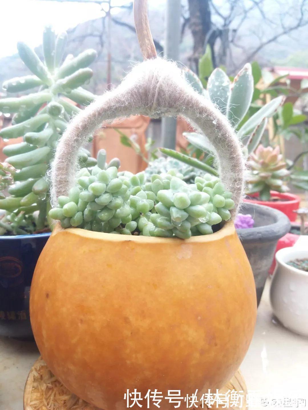 el多肉的花样养法,7种花盆全是自己造的,省钱又好用!