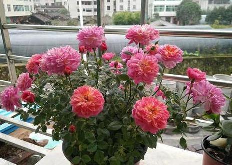 喜欢养花就盆栽月季，此款花期长、易爆盆，一株苗开出多色花