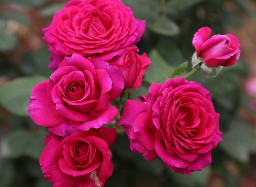 “月季”很难养牢记3个“小诀窍”，花开满枝，瞬间养“爆盆”