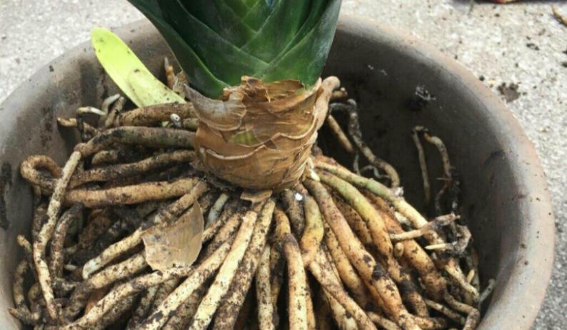 养花|路边土、园区土养花不够肥?掺点它,肥得流油,养啥旺啥