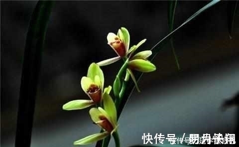 只需这4招,兰花不烂根不黄叶,长得好易开花!