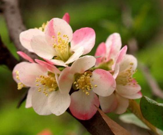 养海棠,就养“它”,一花有多色,花大、颜色亮,半年不管也开花