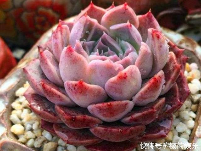 季节|秋冬季节多肉该红的还不红,该包的也不包,不能只怪光照少温差小