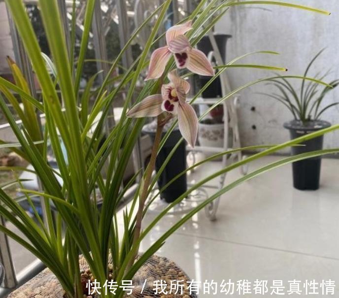 兰花|兰花淋雨长得好?不,有利有弊,掌握住尺度比施肥管用