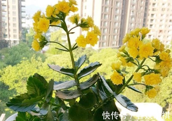 想把长寿花养好,从“上盆”这一步做起,才能生长茂盛,花开满盆