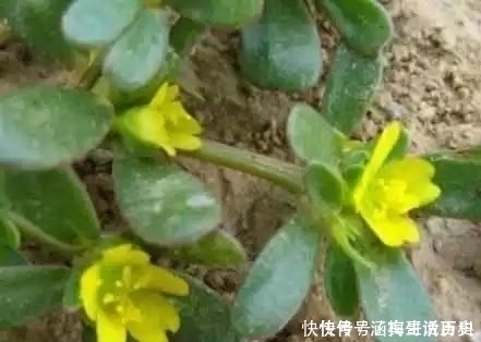 马齿苋|长在农村田间的野草,是白头发的“死对头”,已经有人用来赚钱