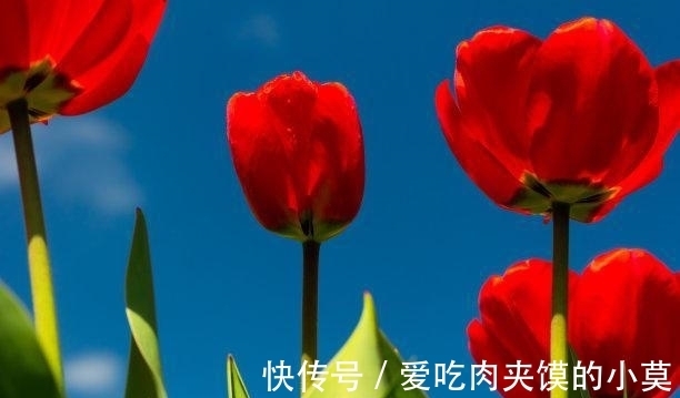 桃花|下礼拜，相思不减，痛苦心碎，桃花归来，互相追逐，幸福无比