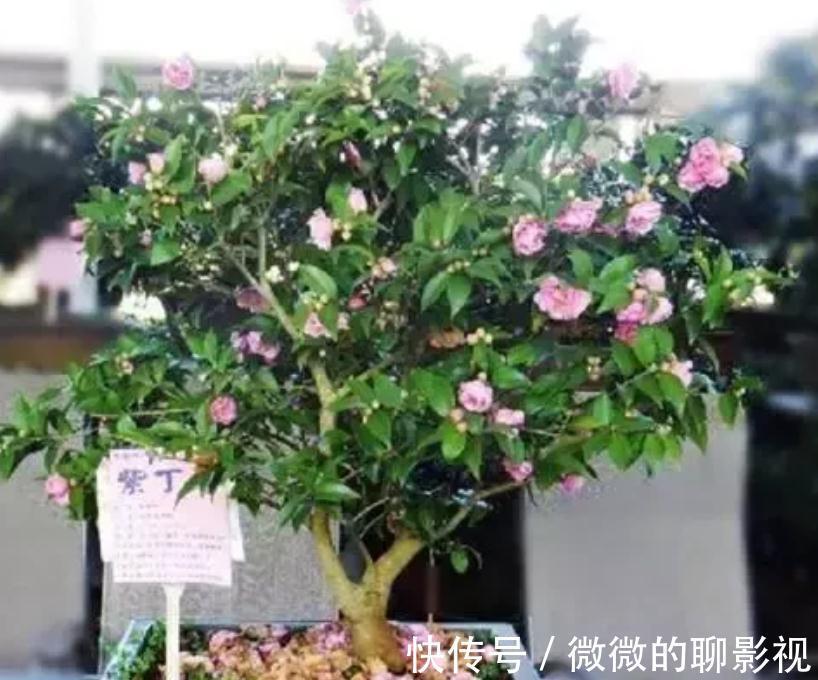 三种果皮垃圾,别再丢进垃圾桶了,丢进花盆,花卉根茎变更粗壮