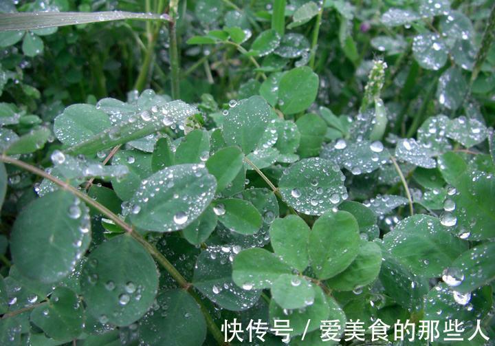 浇水|有些人养花10年都没搞清楚,浇水是一门学问,越简单越容易忽视