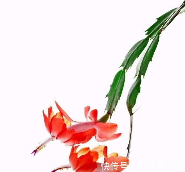 肥料|蟹爪兰花败后,做好5步处理法,没准还能再开一波!